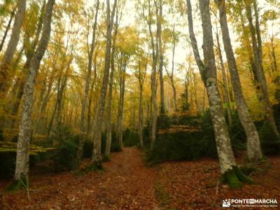 Hayedos Rioja Alavesa-Sierra de Toloño;senderismo rio mundo rutas por el cañon del rio lobos rutas a